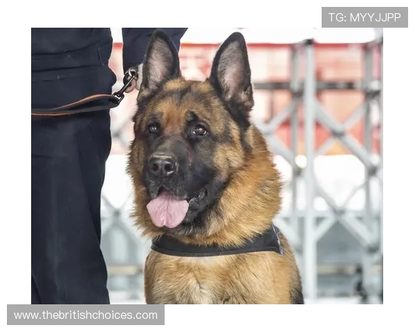 邓伯什对阵海牙荷兰杯比赛爆发严重球迷冲突 警方出动警犬维持秩序